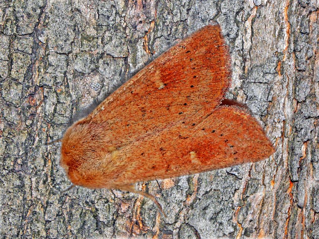 Noctuidae ID